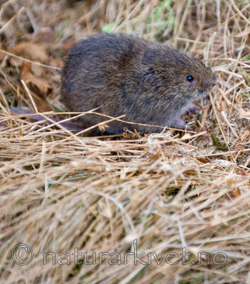 BB 10 0186 / Microtus agrestis / Markmus <br /> Microtus oeconomus / Fjellmarkmus